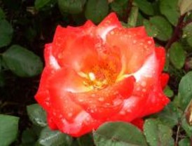 La más bella del jardín