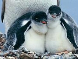 Nacen cuatro pollitos de pingüino en Faunia