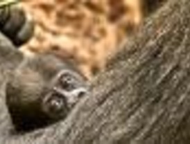 La gorila nacida en el Zoo cumple un mes
