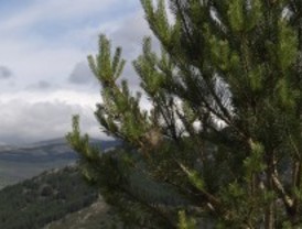 Una plaga forestal afecta al valle alto del Lozoya