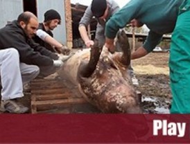 La matanza del cerdo vuelve a la sierra