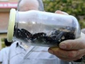 Aumenta el número de cucarachas en Madrid y dejan de ser un problema estacional