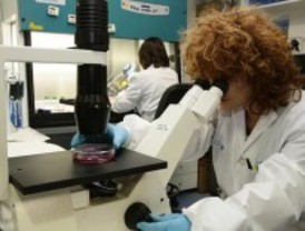 Estudian una nueva molécula que estimula la regeneración hepática