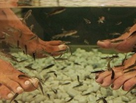 Cientos de peces ejercen de podólogos