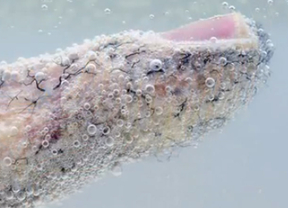 CSIC y FECYT conceden los premios del concurso de fotografía científica