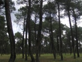 Frente a la sequía pinos con variabilidad genética