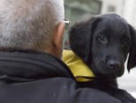 Madrid cuenta con 7.000 perros abandonados al año