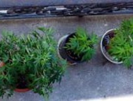 La segunda feria Expo Cannabis espera la visita de más de 15.000 personas