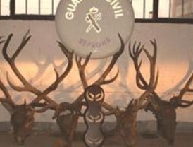 La Guardia Civil detiene a cuatro personas relacionadas con la caza furtiva