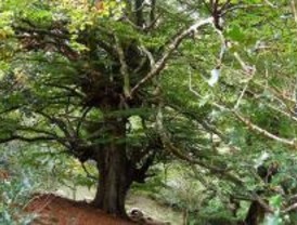 El haya, un árbol de otoño