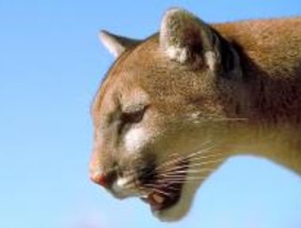 Se busca un hogar para un puma de ocho años porque si no habrá que sacrificarlo