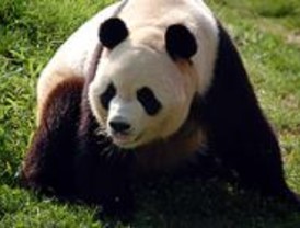 La pareja de pandas del Zoo completa con éxito su adaptación