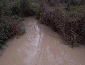 Ecologistas denuncian el estado 'catastrófico' del arroyo de la Presa a su paso por Pelayos