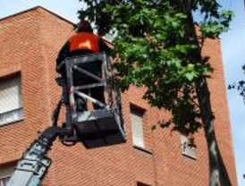La poda de árboles afectará durante esta semana a 70 calles
