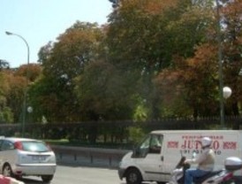 Avanza la extinción de los gorriones en Madrid