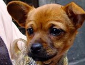 En 2006 fueron abandonados 14.000 animales en la región