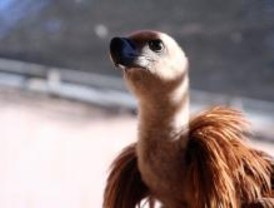 El alimoche