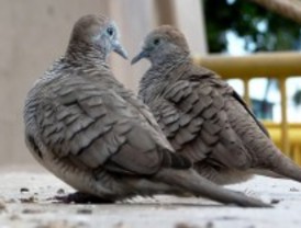 El perfecto patógeno invasor de las aves