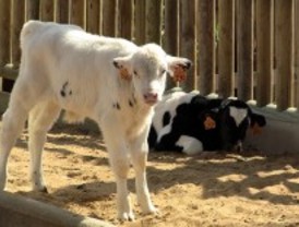 El Zoo estrena granja y huerto