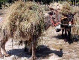 Burros con GPS en Pozuelo
