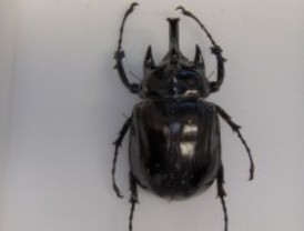 Descubren un diminuto depredador cavernícola