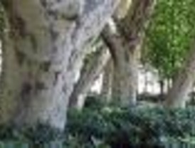'Reyes del Bosque' exhibe en Alcalá los árboles más viejos de España