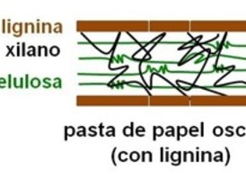 Blanqueando el papel con una proteína
