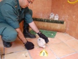 Detenidos por comerciar con aves protegidas