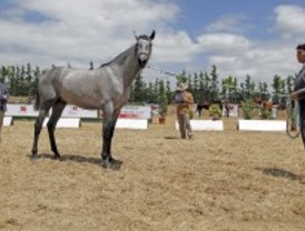 Madrid celebra un concurso de caballos de pura raza