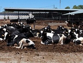 Mozart libera de estrés a las vacas
