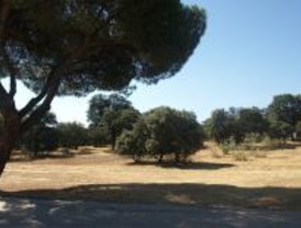El Ayuntamiento plantará 25.000 encinas en la Casa de Campo