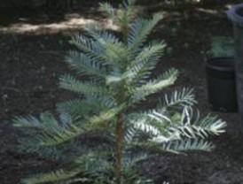 Los ecologistas denuncian repoblaciones inadecuadas con pino