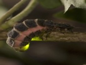 Luz (bio) química para una noche brillante: Bacterias que iluminan la noche