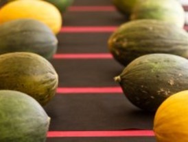 La Comunidad podrá producir melones a la carta