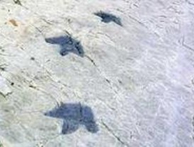Rescatados tres madrileños en Asturias que buscaban huellas de dinosaurios