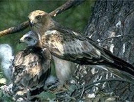 El águila calzada
