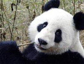 Las pandas celebrarán su primer año en el Zoo con una fiesta infantil