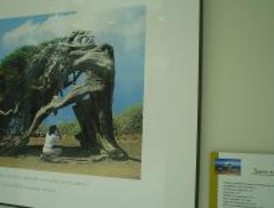 Exposición sobre los 'Reyes del Bosque' en Montecarmelo