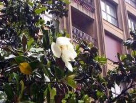 El magnolio, un árbol de espectacular floración