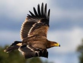 La Comunidad muestra en Moralzarzal la riqueza de la flora y la fauna de la región