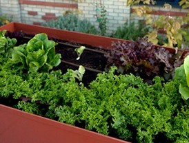 Madrid, de las huertas a los huertos comunitarios