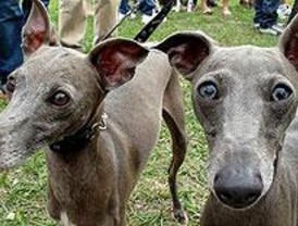 Detenidas cinco personas por el robo de dos galgos en Torrelaguna
