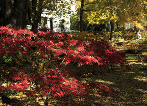 El esplendor otoñal del Botánico
