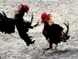 La policía desmantela un corral en el que se realizaban peleas de gallos
