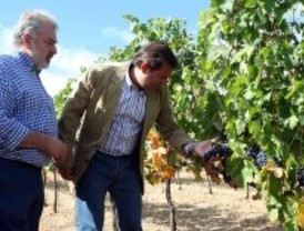 Un verano 'suave' adelanta la vendimia en Madrid