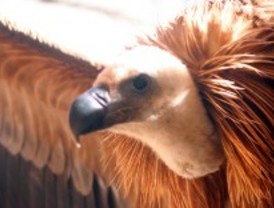 Vigila la naturaleza desde tu ordenador