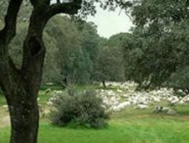 Unas 30 actividades enseñan las cañadas a los discapacitados