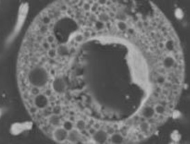 UCM y CSIC consiguen investigar el corazón microbiano