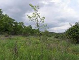 Rock in Rio plantará 7.000 árboles para compensar el CO2