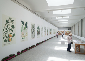 El Jardín Botánico exhibe los dibujos de Mutis